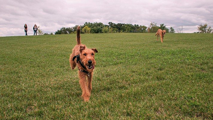 Waukegan Savanna Off-Leash Dog Area